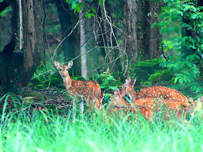 bardiya-national-park.jpg
