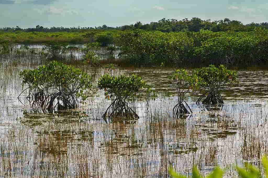 Everglades National Park